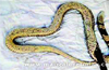 Manipal: Cobra dies after swallowing  knife at poultry farm!